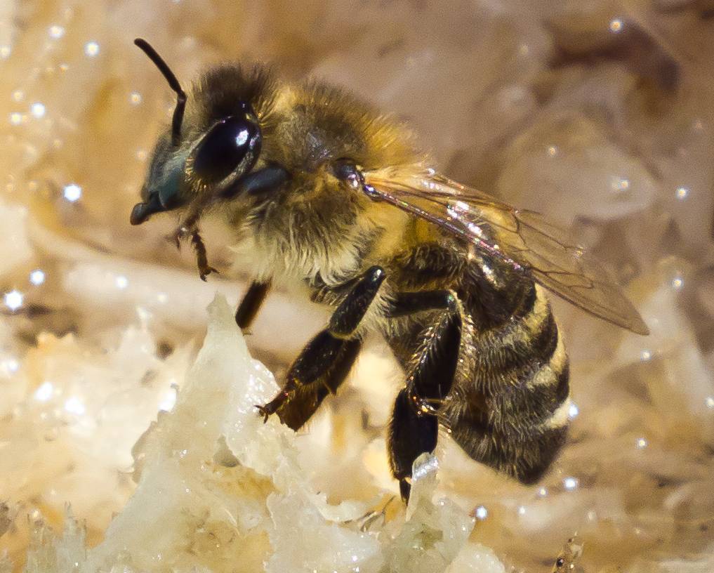 Пчела – создатель меда