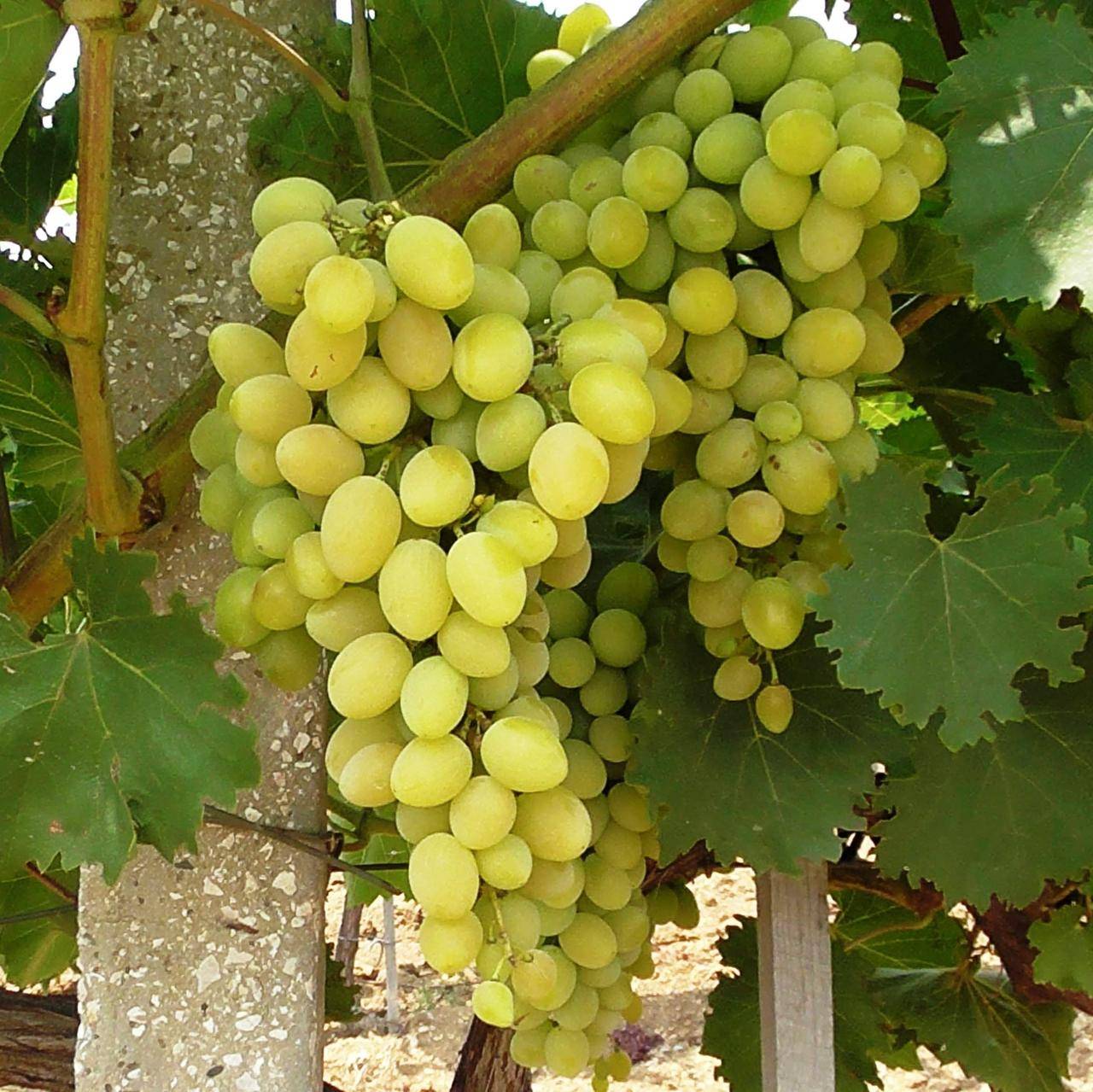 Описание винограда сорта кеша, посадка и выращивание
