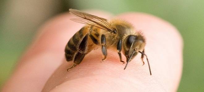 Жало пчелы: где находится, как жалит, строение, функции, первая помощь после укуса