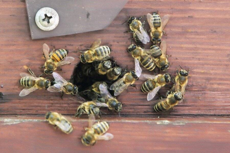Средство от пчел