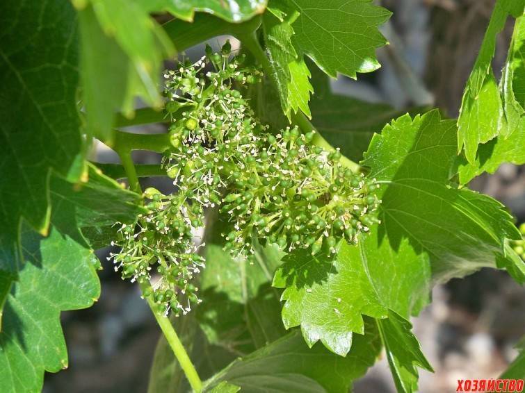 Чем опрыскивать виноград перед, во время и после цветения от болезней