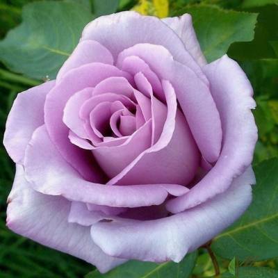 Описание чайно-гибридной розы голубой нил: что это за сорт оригинального цвета