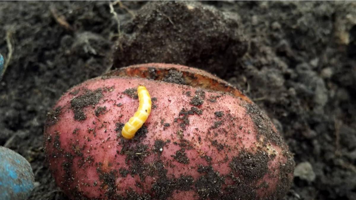 Как избавиться от проволочника на картофеле раз и навсегда