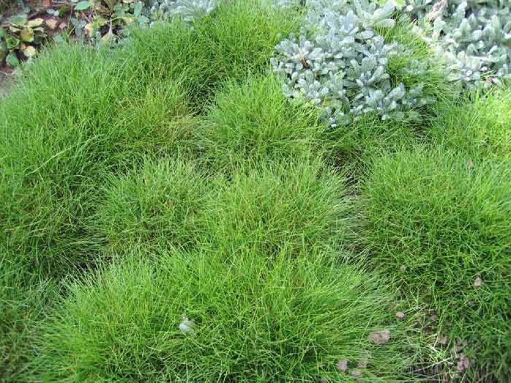 Овсяница сизая: особенности выращивания необычного растения