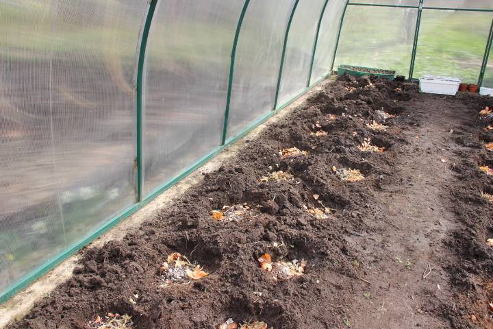 Как вырастить помидоры в теплице из поликарбоната - инструкция с пошаговым руководством!