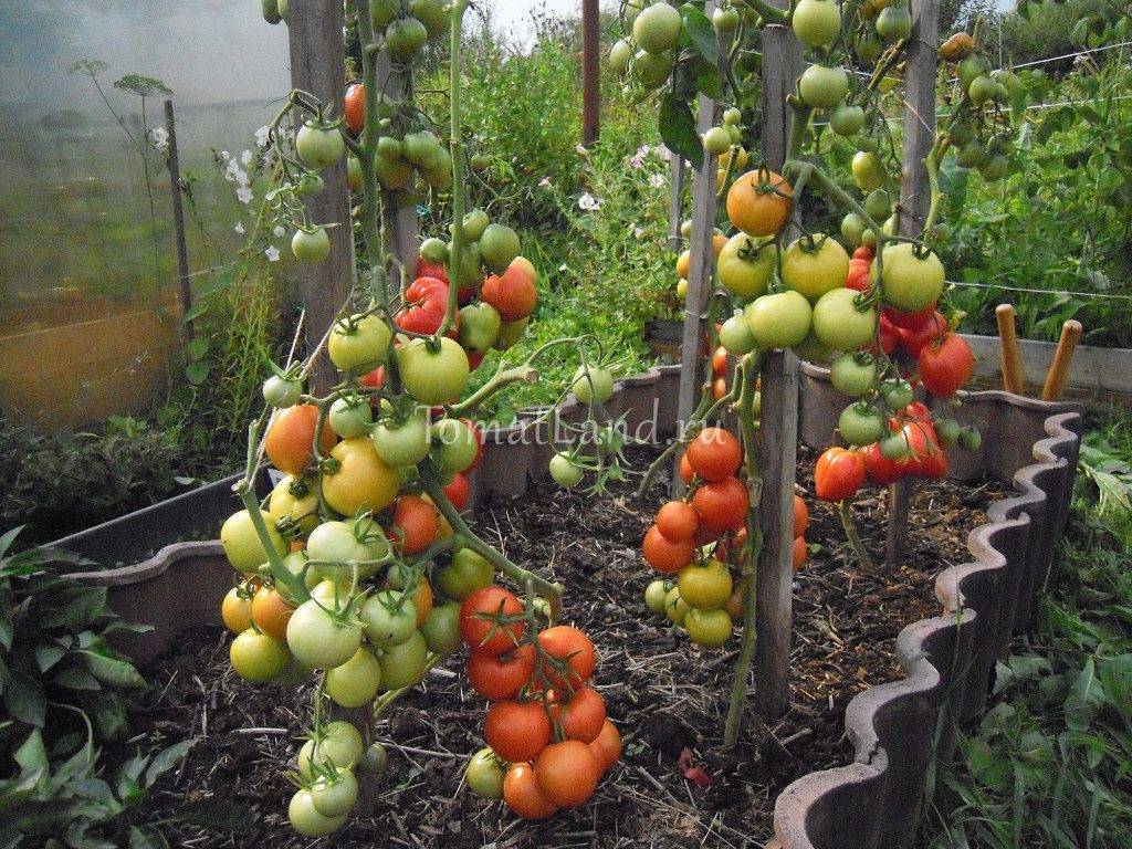 Ирина: описание сорта томата, характеристики помидоров, выращивание