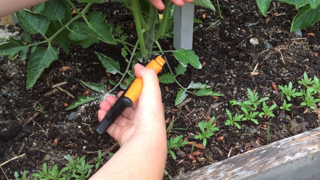 Как, какие и когда обрывать листья у помидоров, а самое главное – зачем?