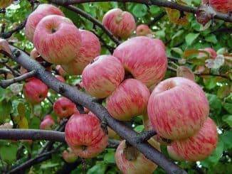 Яблоня на карликовом подвое. что такое подвой для яблони