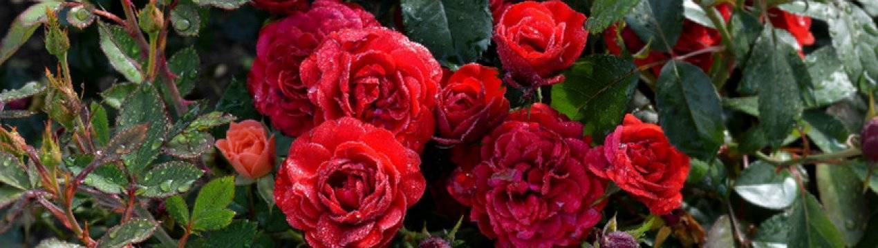 Новое место для «королевы цветов»: как пересадить розу осенью