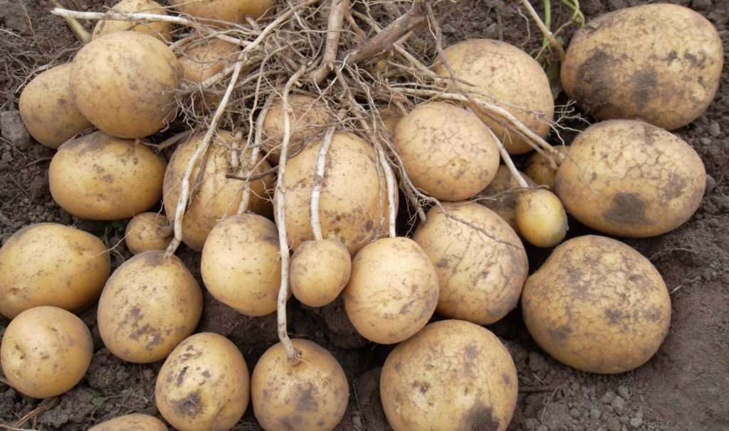 Картофель "минерва": описание сорта, фото, характеристики картошки и тактика выращивания