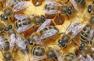 Что нужно знать о лечении пчел от варроатоза
