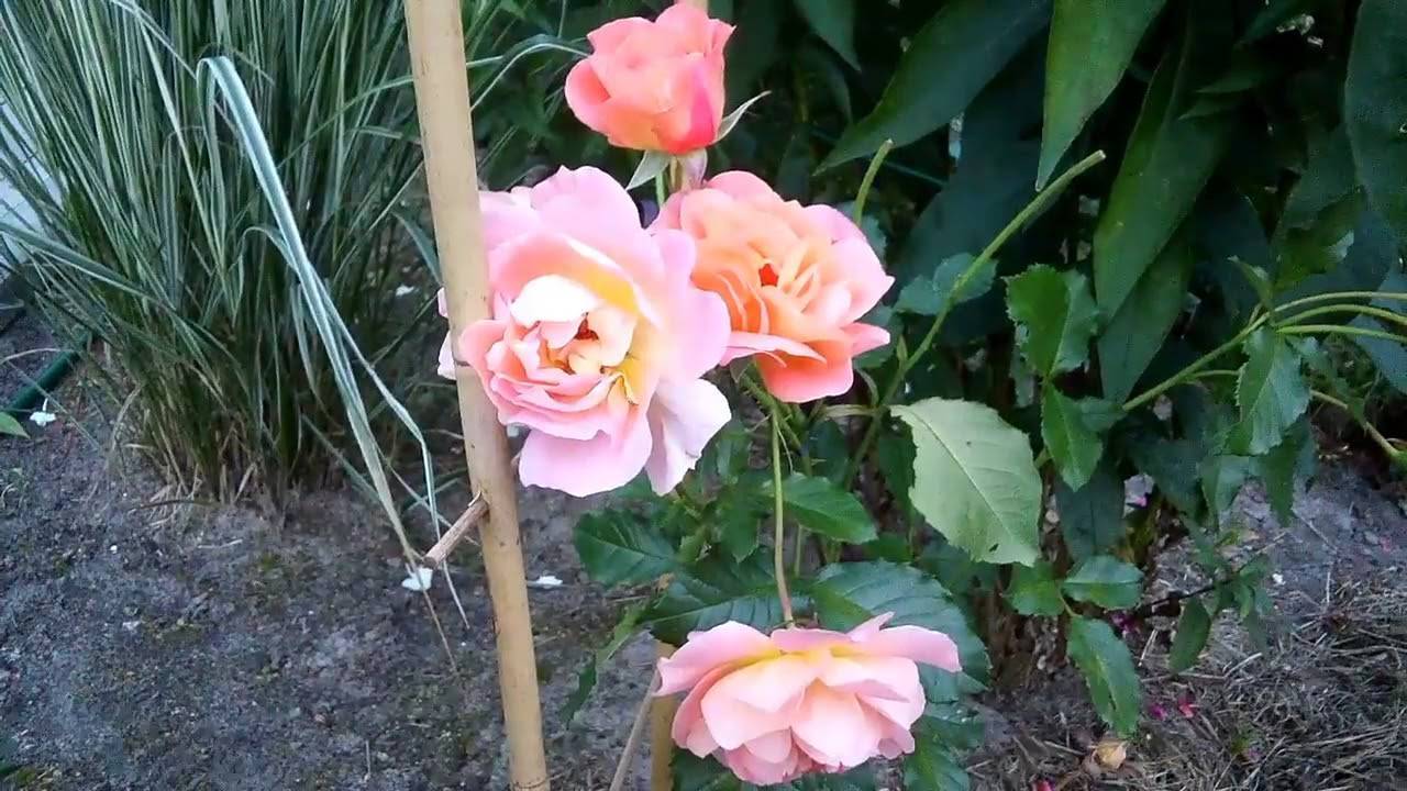 Как нужно выращивать парковую розу вестерленд, требования по уходу