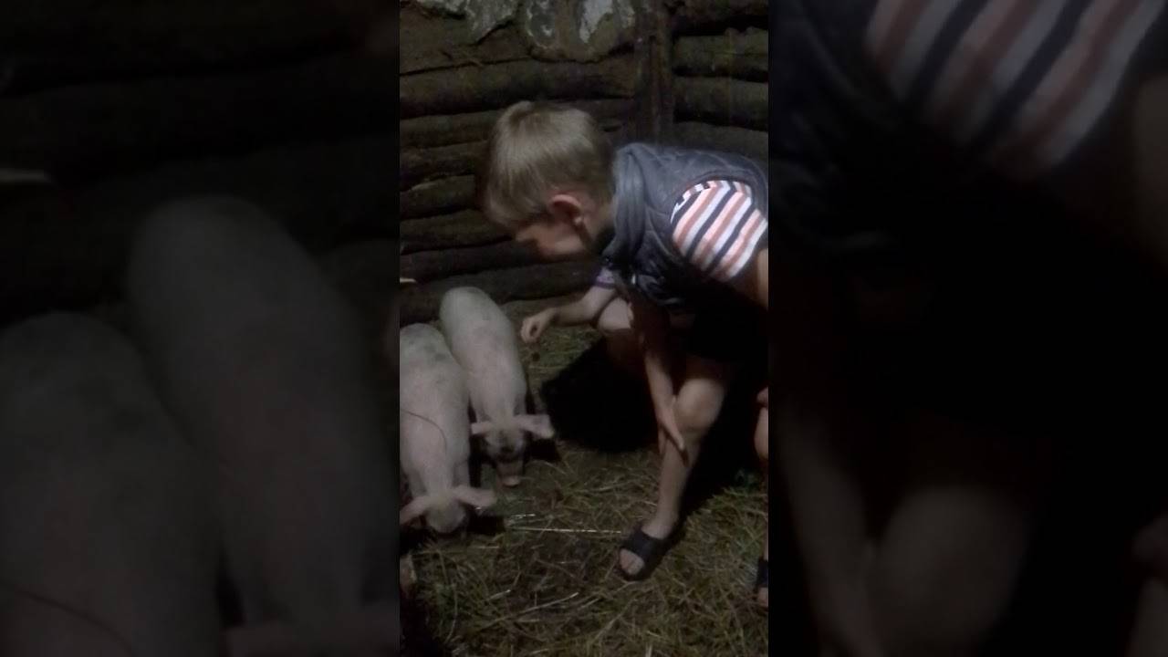 Кормление свиней: чем кормить в домашних условиях