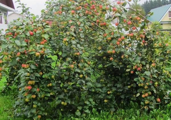 О яблоне имрус, описание сорта, характеристики, агротехника выращивания
