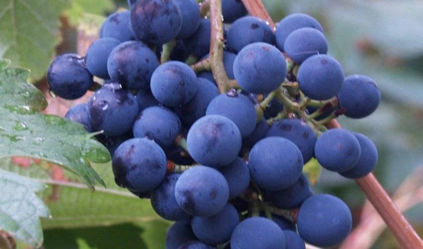 Мукузани — черное грузинское вино