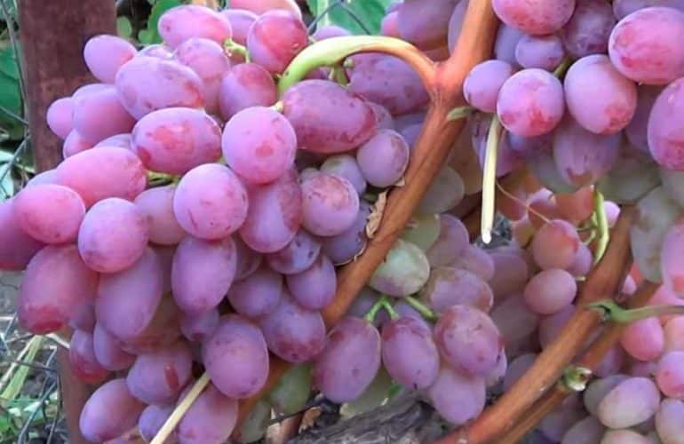 Виноград илья: описание сорта и фото, селекция и посадка, борьба с вредителями