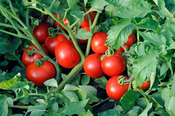 Как остановить жирование томатов. секреты хорошего урожая помидоров. предотвращение жирования помидоров
