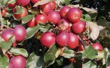 Сорт яблони пинова: описание и подробная характеристика, правила выращивания