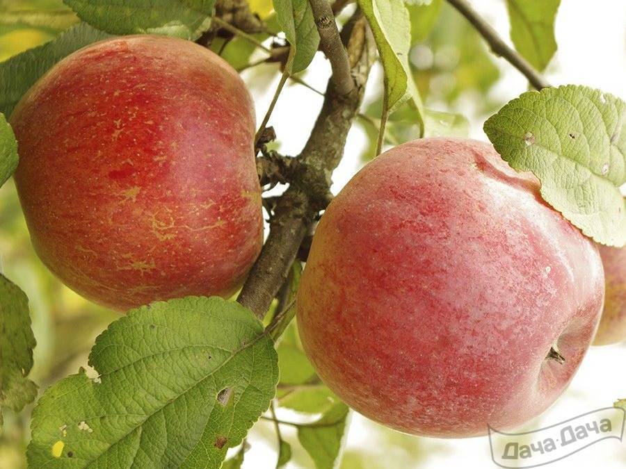 Сорт яблони витязь: характеристика и особенности выращивания