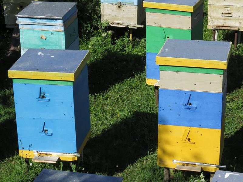 Нормы и правила содержания пчел