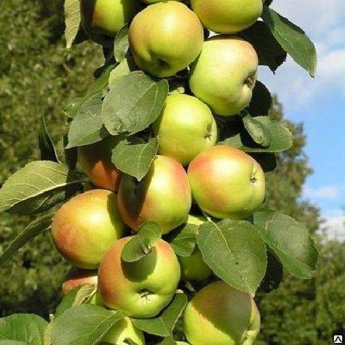 Колонновидные сорта яблони