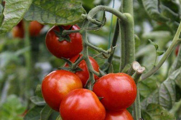 Раннеспелые сорта томатов: алфавитный перечень помидор с рекомендациями по выращиванию в открытом грунте и теплицам