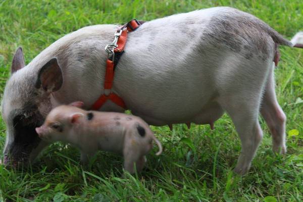 Дюрок: описание породы свиней, особенности кормления и разведения
