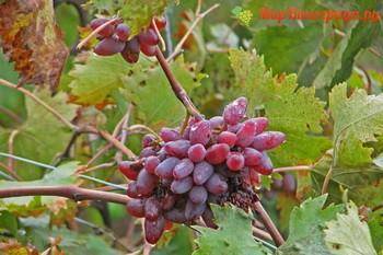 О винограде Оригинал: описание и характеристики сорта, посадка и уход