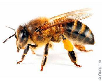 В чем заключается отличие осы от пчелы: основные различия