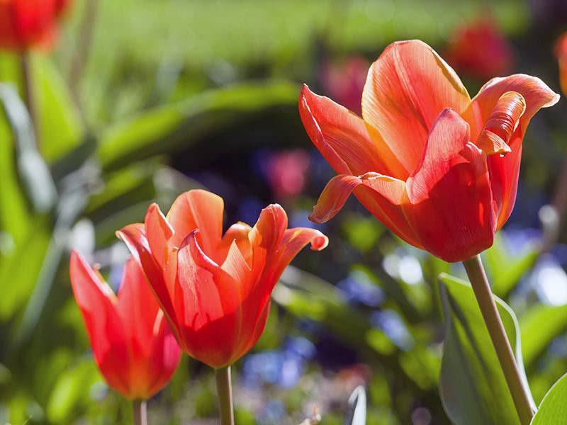 Все, что нужно знать о правильной пересадке тюльпанов