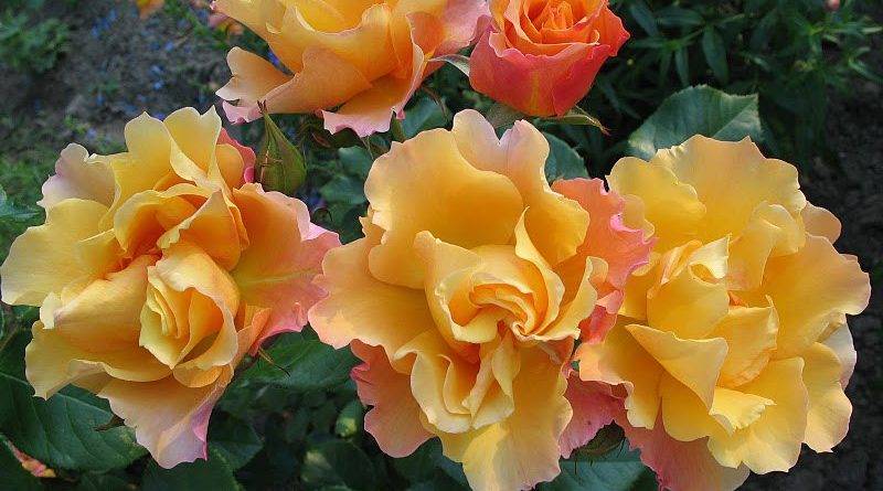 О плетистой розе розариум ютерсен (uetersen rosarium): описание, посадка и уход