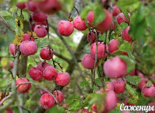Сорт яблок звездочка: описание и характеристики, фото и особенности выращивания