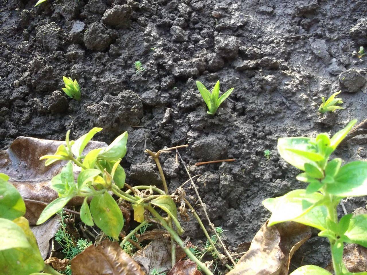 Анемона (71 фото): посадка ветреницы и уход в открытом грунте, выращивание многолетнего цветка, описание видов анемона корончатая и удская