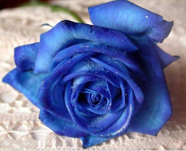 Синяя роза – как изменить цвет лепестков?