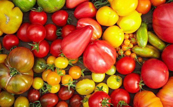 Как часто и правильно поливать томаты в домашних условиях и в открытом грунте