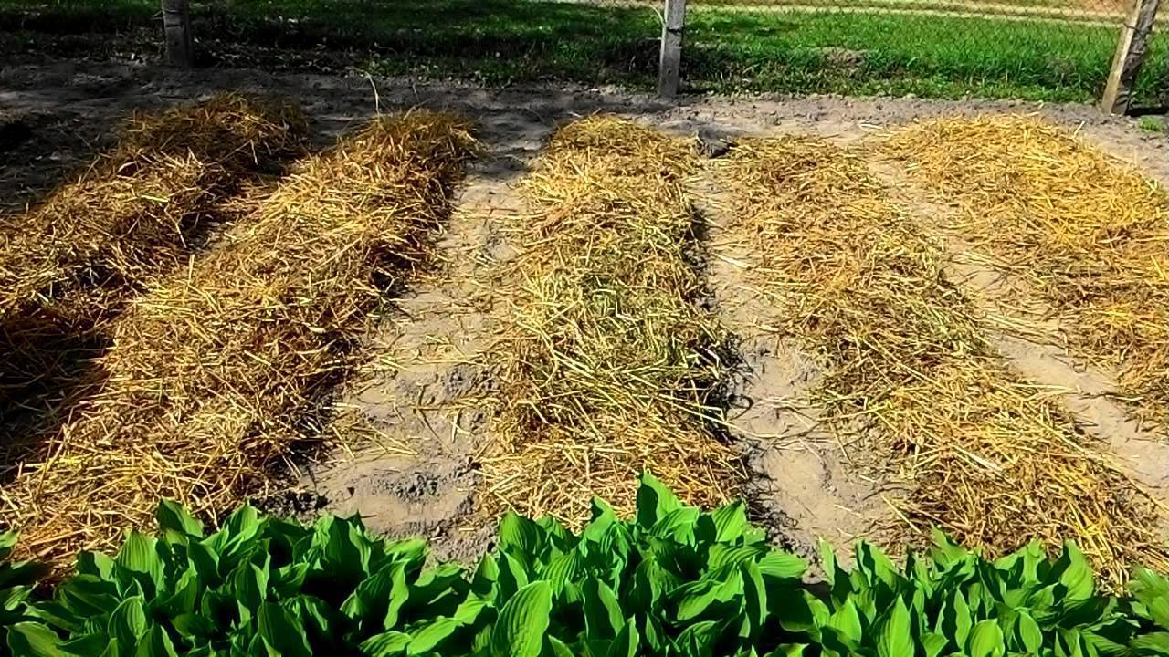 Выращивание картофеля под соломой: посадка, уход, возделывание, сбор
