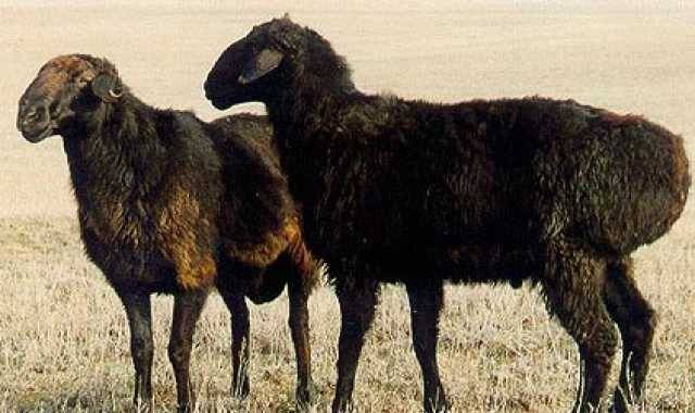Овцы эдильбаевской породы: описание, разведение