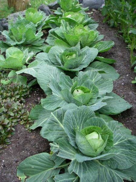 Лучшие сорта ранней капусты по отзывам огородников и правила получения хорошего урожая