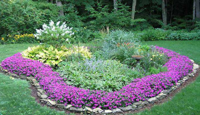 Цветы для клумбы цветущие все лето - 85 фото и видео описание применения в ландшафтном дизайне