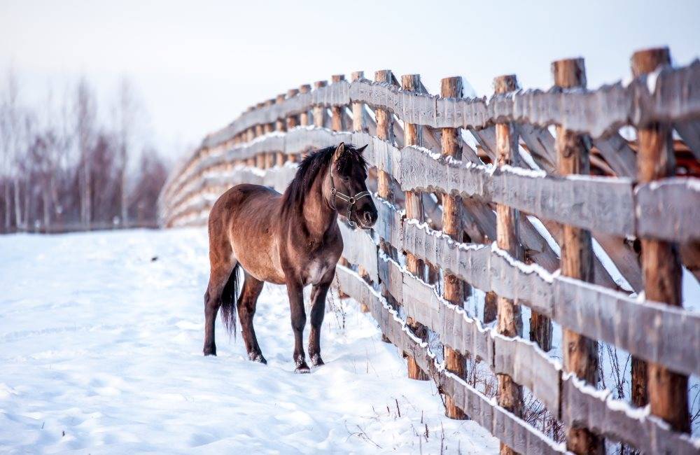 Содержание лошадей — основные виды содержания, характеристики и особенности питания и ухода