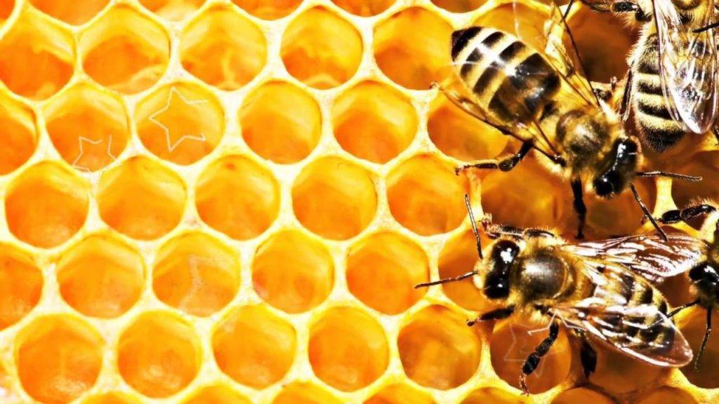 Священный продукт древних египтян — липовый мед. лечебные свойства и противопоказания целебного пчелиного нектара
