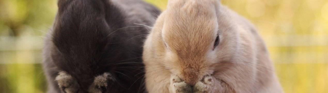 Почему кролики чихают
