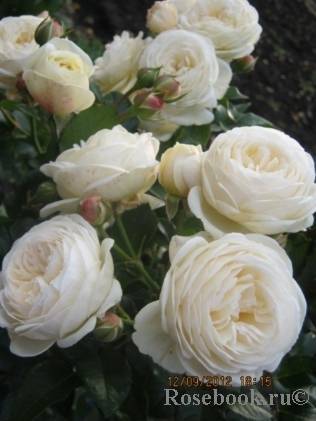 Роза artemis энциклопедия роз