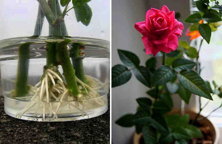 Розы: уход и выращивание в саду