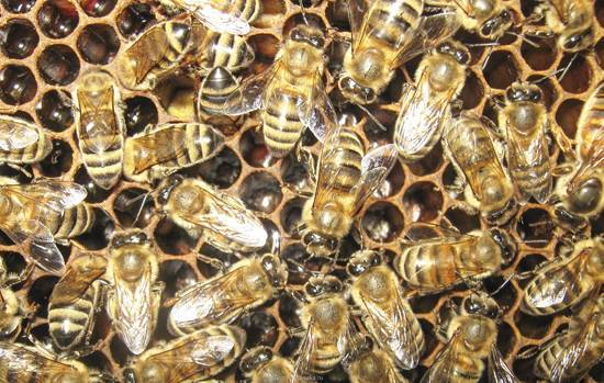 Развитие клеща варроа у пчел и метод борьбы с ним