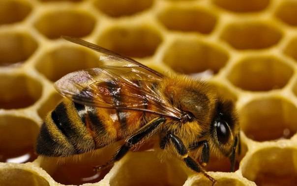 Особенности и приготовление медовой сыты для подкормки пчел