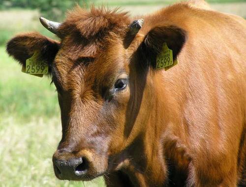Понос у коровы лечение в домашних условиях