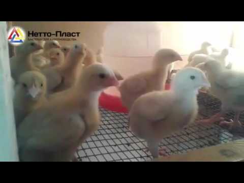 Статьи по кормлению кур на picainfo | применение ферментативного пробиотика в кормлении цыплят-бройлеров