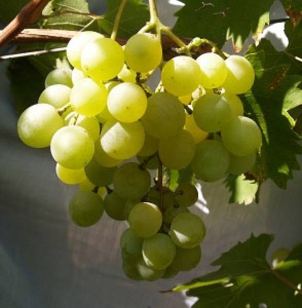 Отличная беседка и вкусный урожай — виноград — галбена ноу
