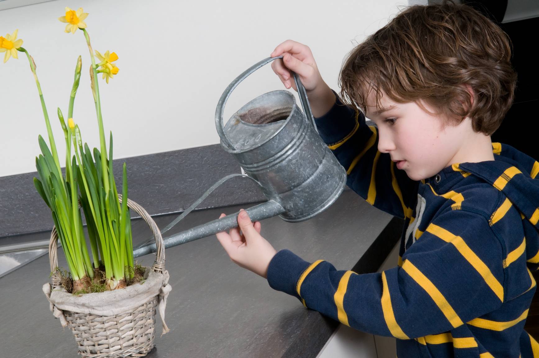 Правильный полив фиалок в домашних условиях: как поливать растения в горшке